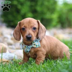 Ace, Dachshund Puppy